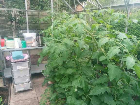 tomatoes doing well in the greenhouse